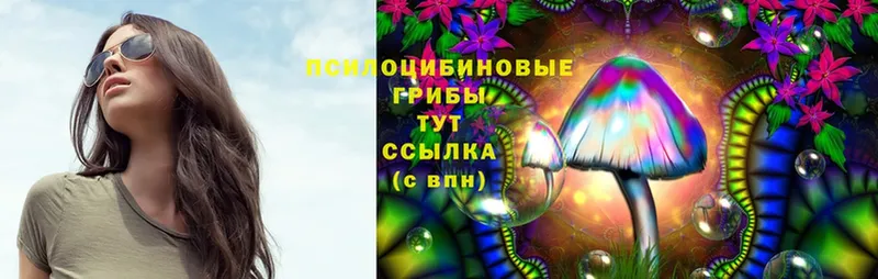 Галлюциногенные грибы Psilocybine cubensis  Курганинск 