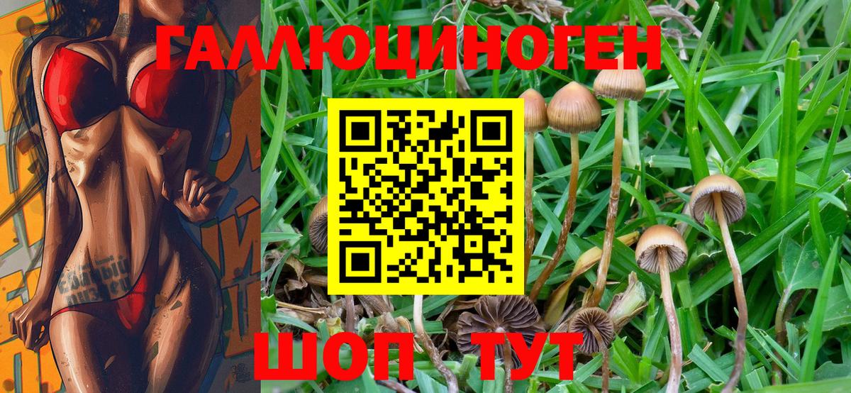 Псилоцибиновые грибы Psilocybine cubensis Курганинск